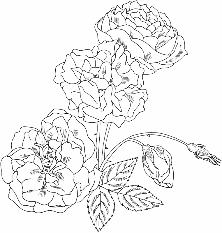 Раскраски цветы красивые