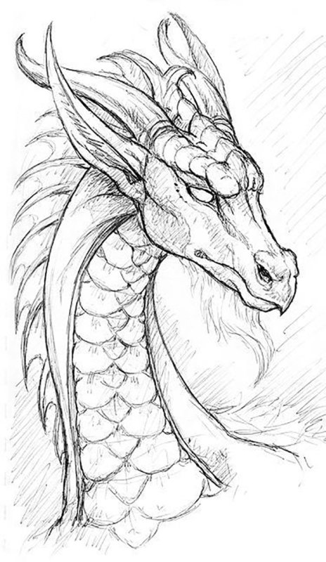 Alvia Alcedo драконы рисунки