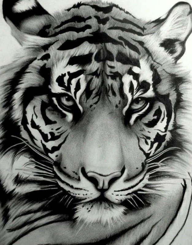 Тигр скетч тату