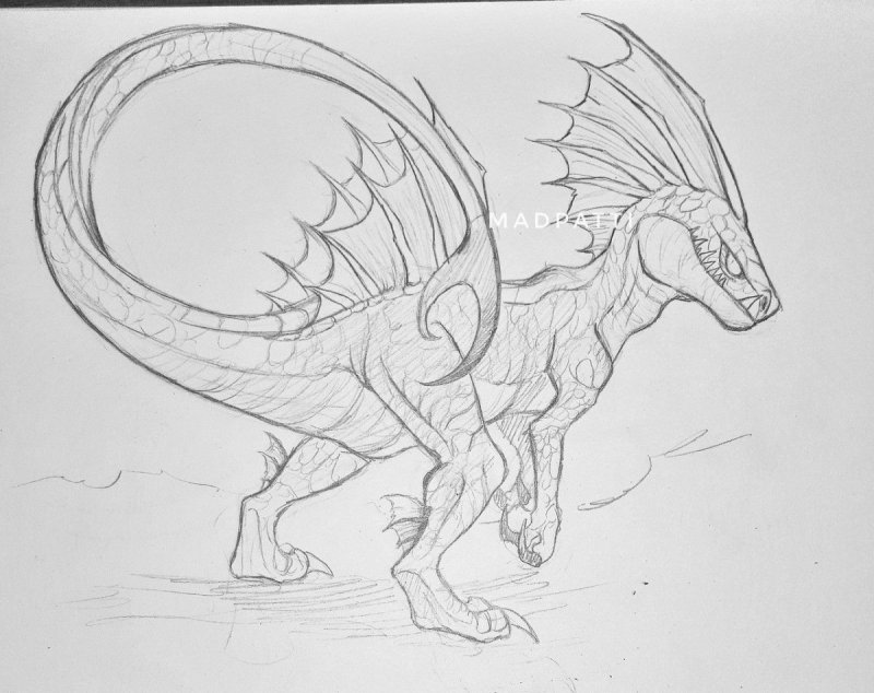 Драконья сага анатомия