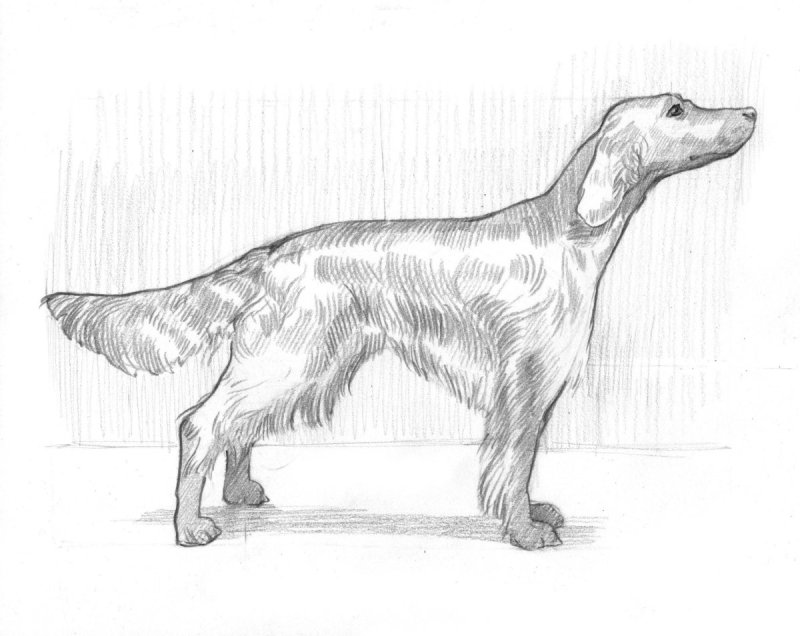 Кусака рисунок для срисовки