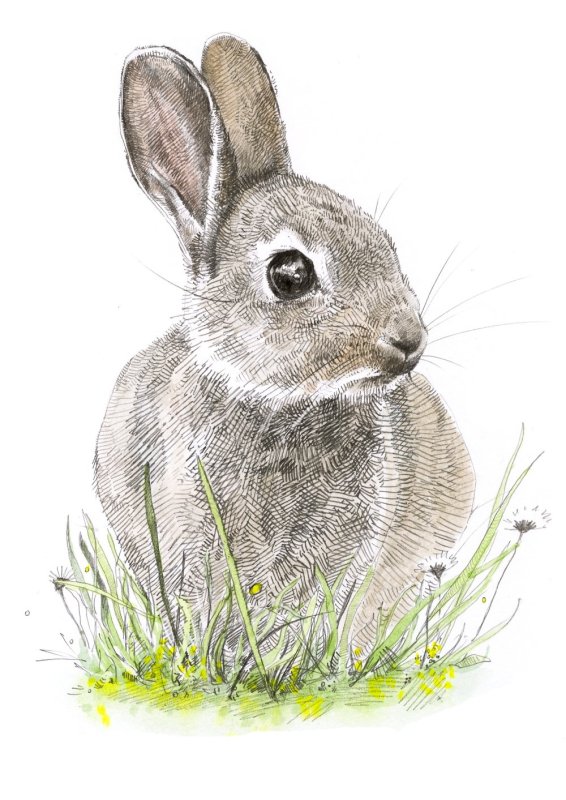Рисунок кролика карандашом для срисовки