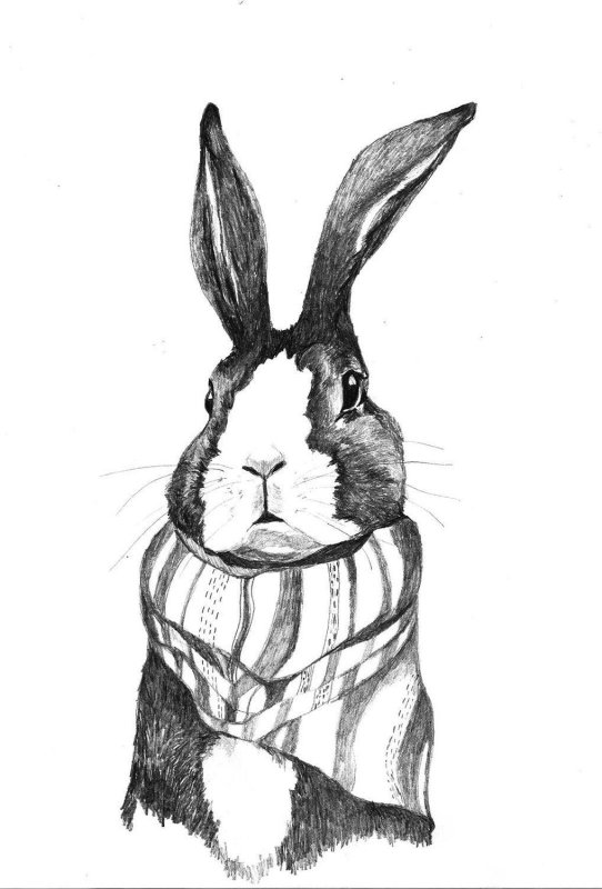 Анатомия зайца для рисования