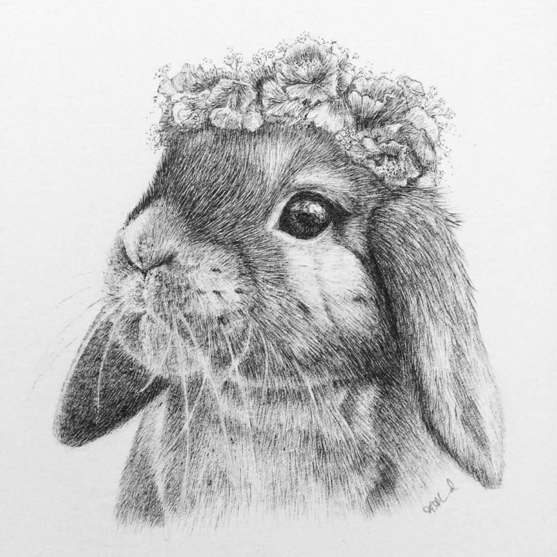 Милый кролик карандашом