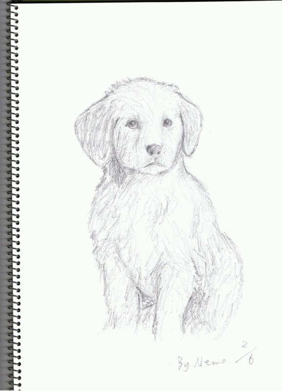 Собака лежит карандашом