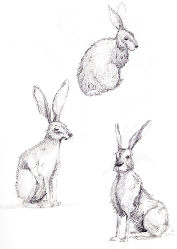 Зарисовки зайца