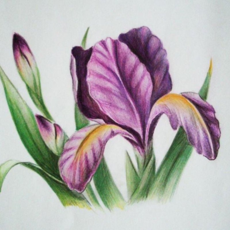 Цветы цветными карандашами