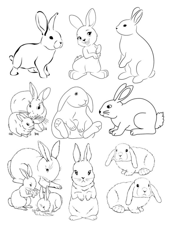 Кролик схематично