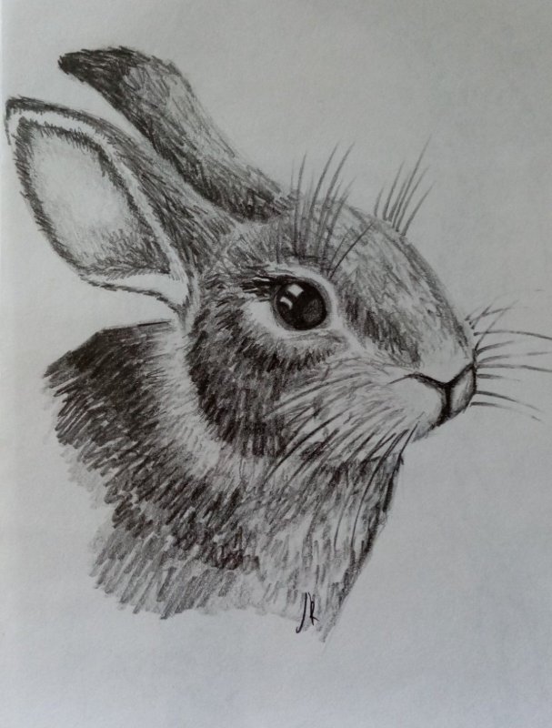 Портрет зайца карандашом