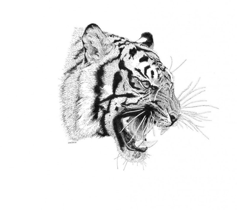 Тату тигр с черепом