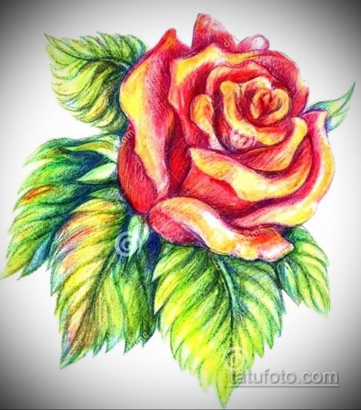 Цветы цветными карандашами