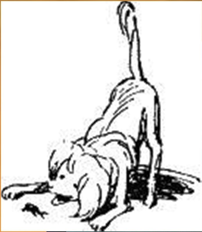 Том Сойер Жук кусака и его жертва