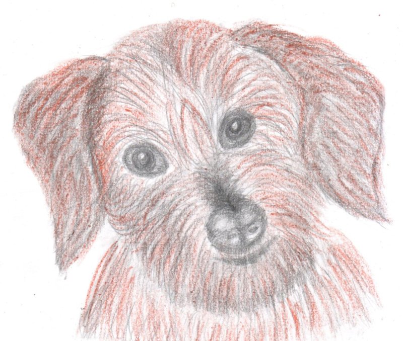 Белолобый рисунок карандашом