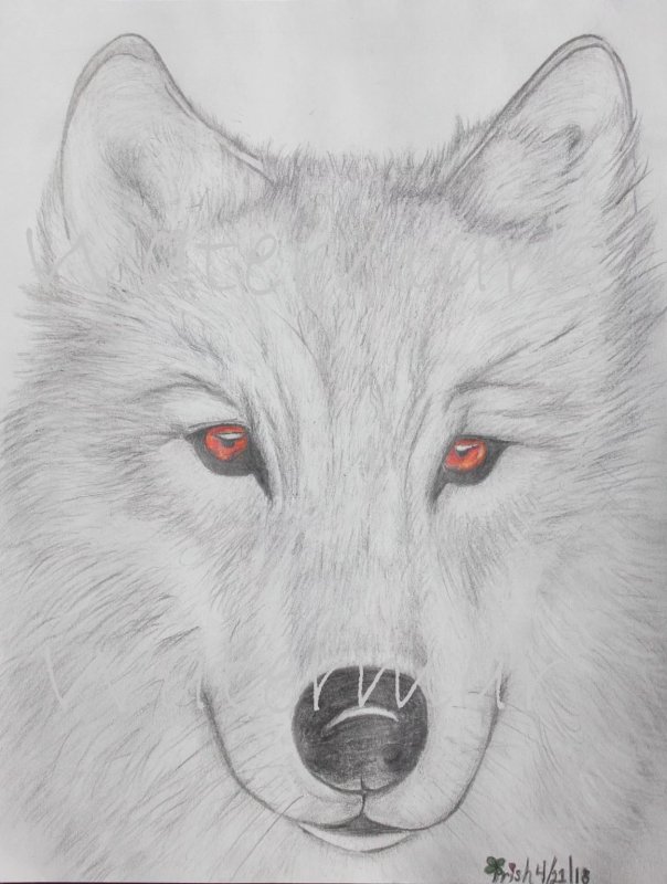 Голова волка карандашом