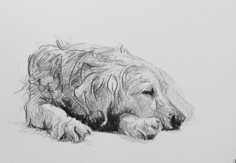 Собака на руках рисунок