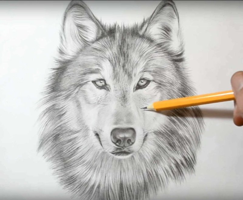 Рисунки Волков карандашом для срисовки