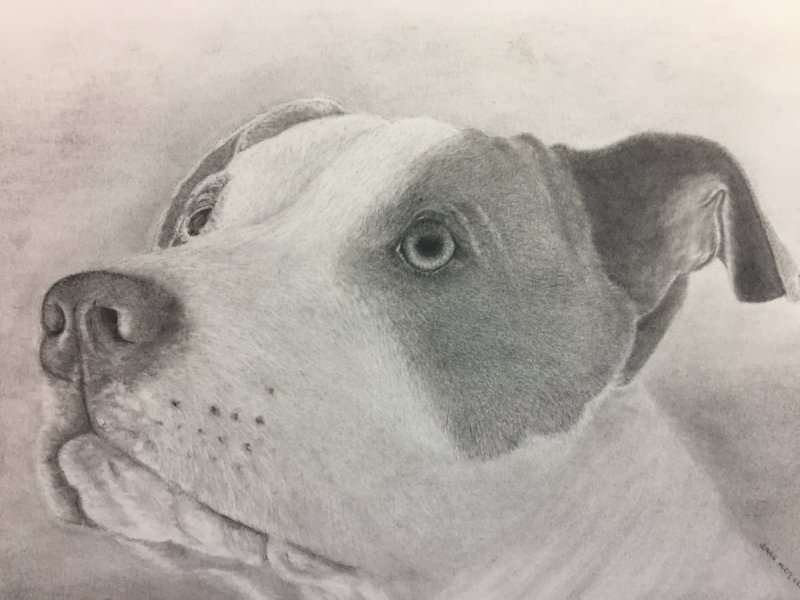 Андреев кусака иллюстрации