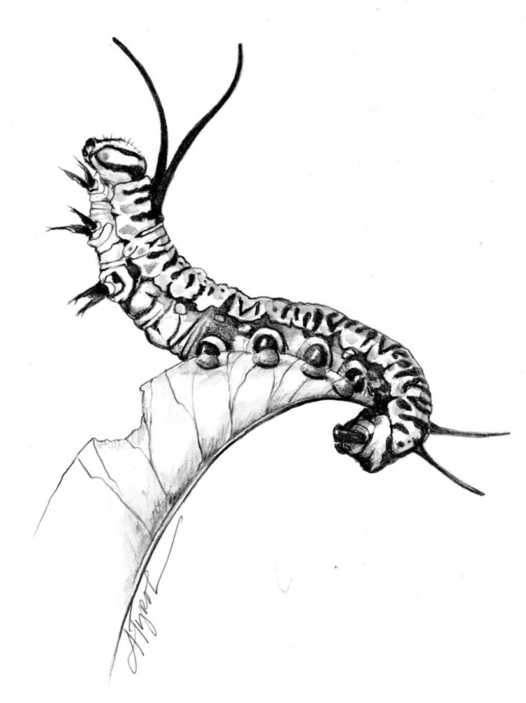 Гусеница стилизация