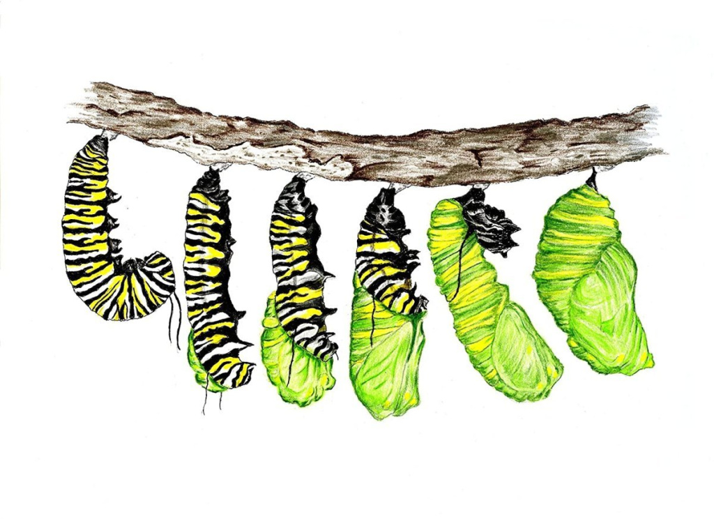 Процесс превращения гусеницы в бабочку