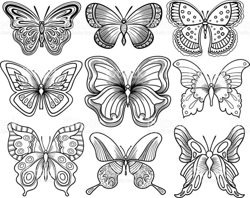 Бабочки раскраска много