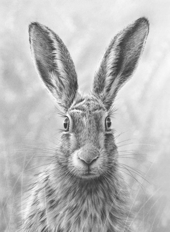 Анатомия зайца для рисования