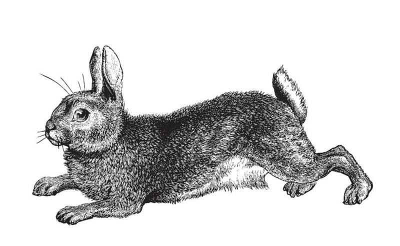 Силуэт зайца