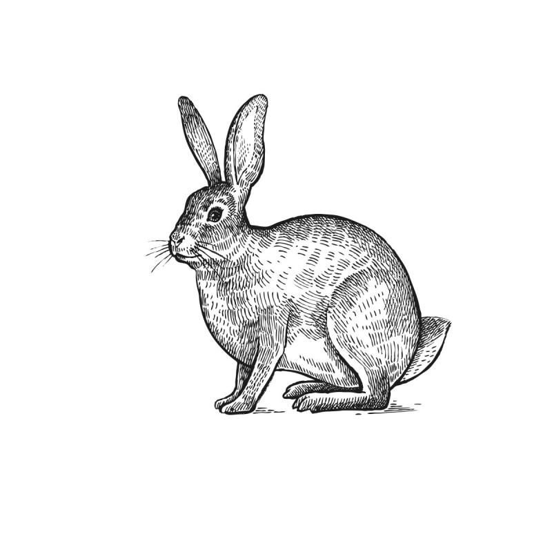 Тень кролика