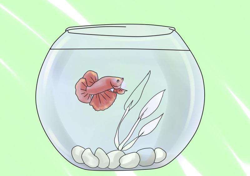 Аквариум для рисования