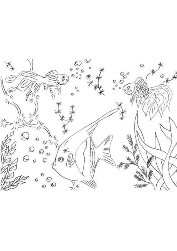 Раскраска водоросли для аквариума