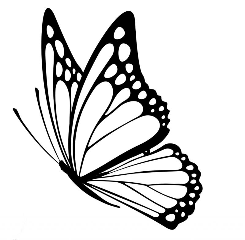 Бабочка боком рисунок