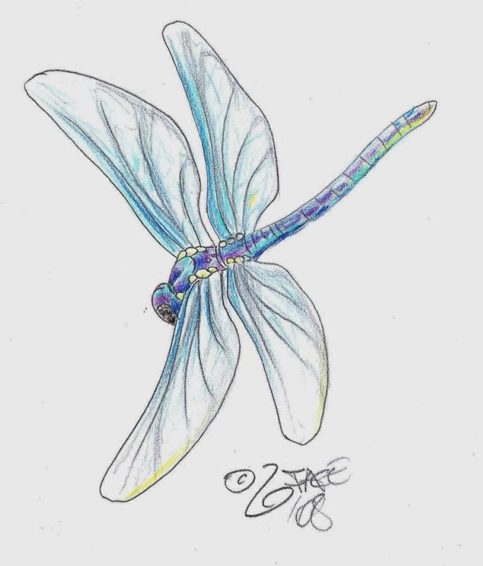 Стрекоза рисунок