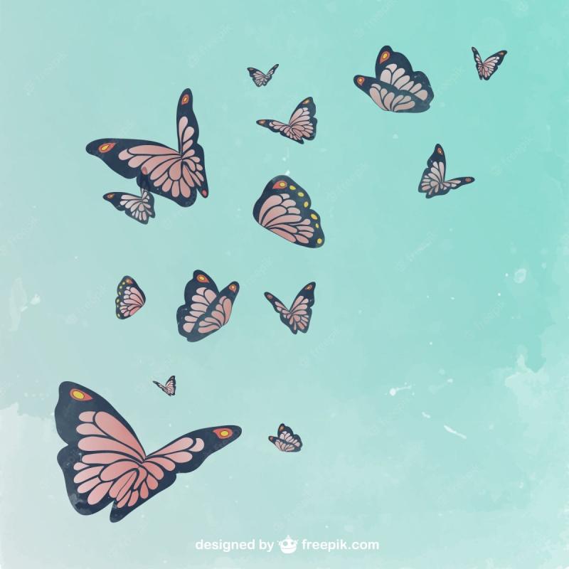 Бабочки в разных ракурсах