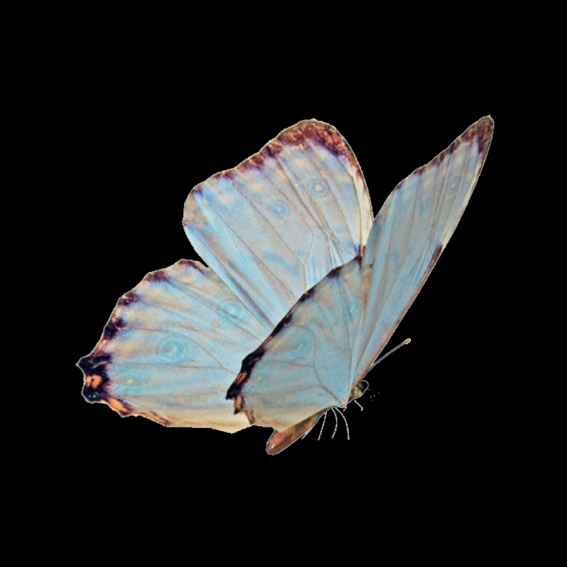 Белые бабочки на белом фоне