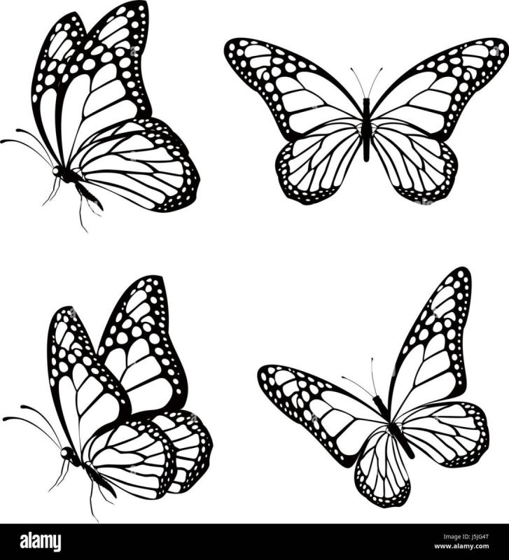 Бабочка Монарх тату эскиз