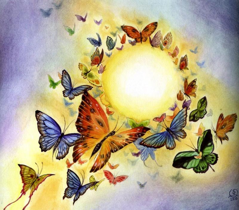 Бабочка на солнце