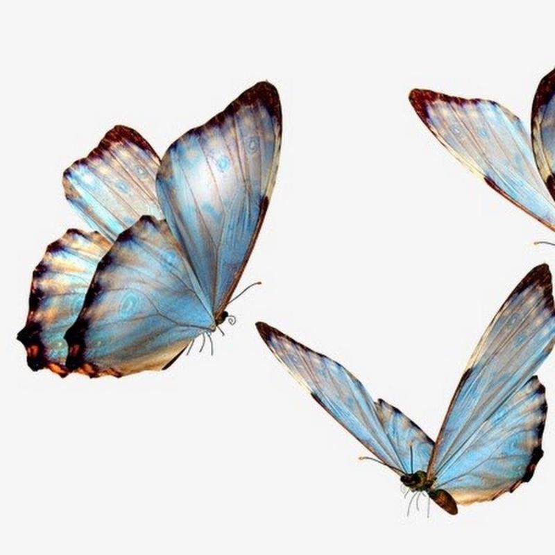 Полупрозрачная бабочка