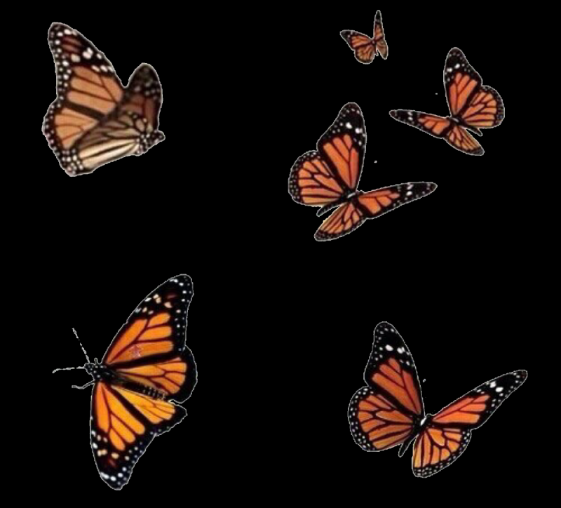 Бабочки для фотошопа