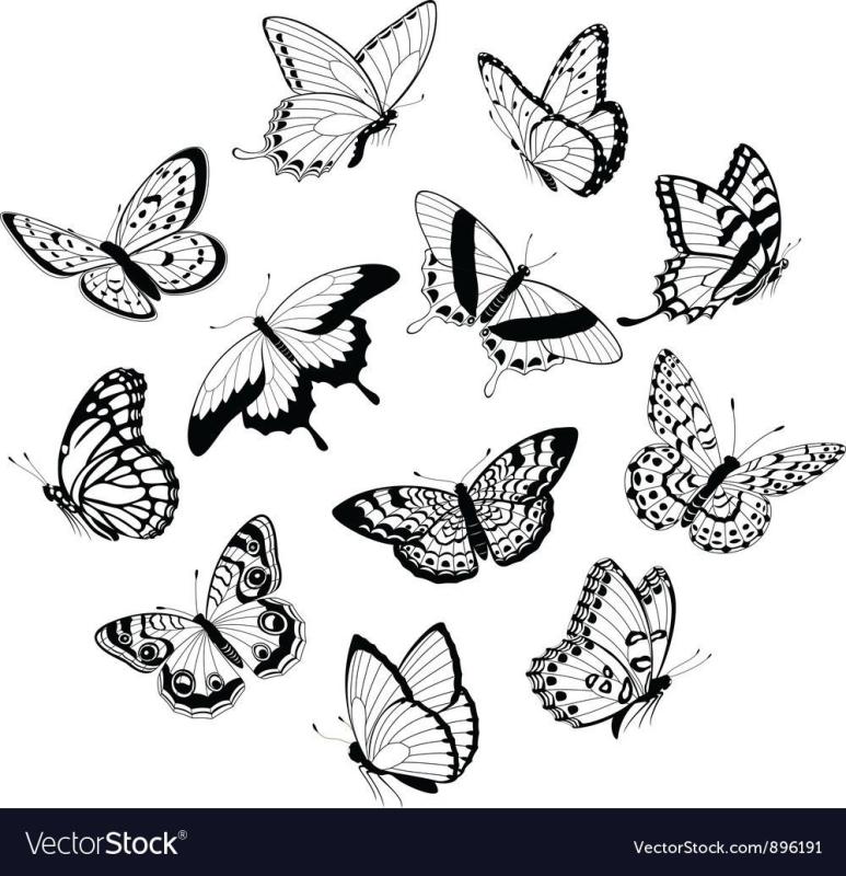 Много бабочек эскиз