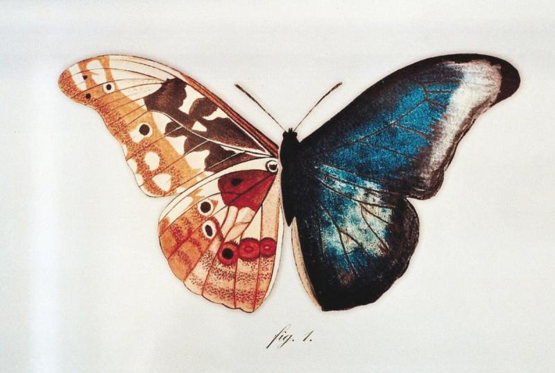 Бабочки арты