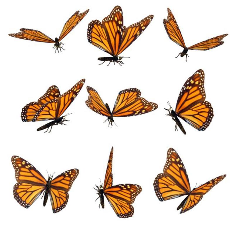 Бабочки в разных ракурсах