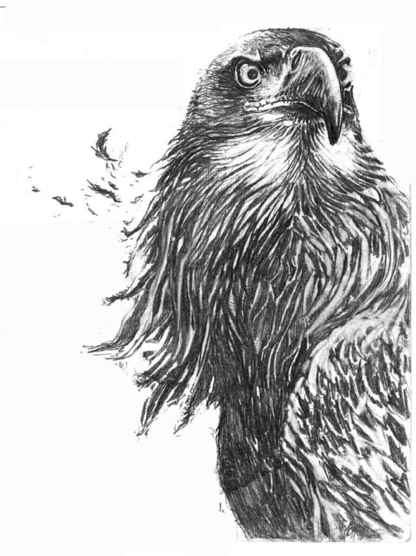 Орел скетч