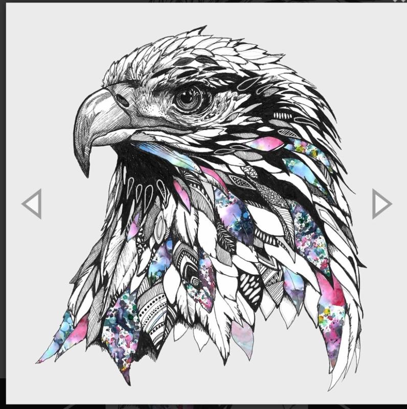 Орлан-белохвост белоголовый