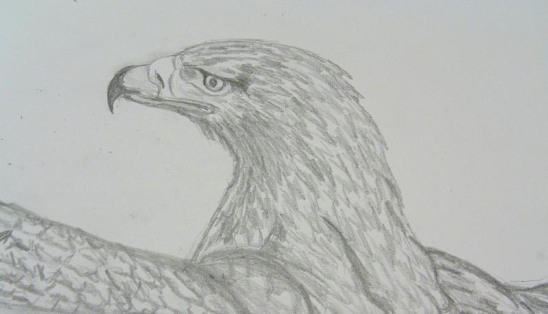 Рисунки Орлов