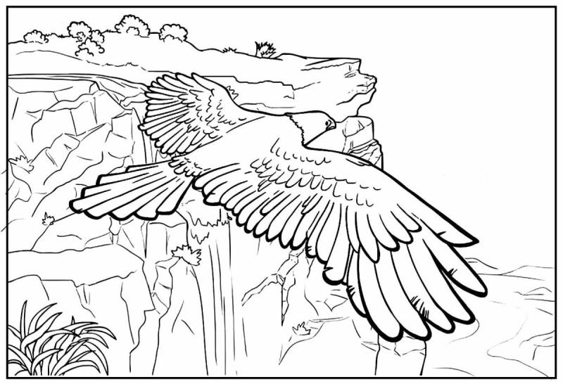 Орёл рисунок карандашом для детей