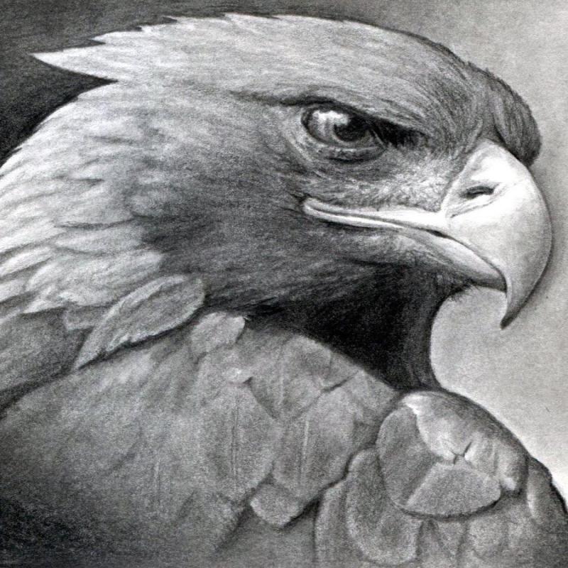 Раскраска орлана белохвоста