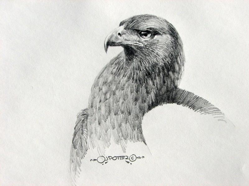 Коршун простым карандашом