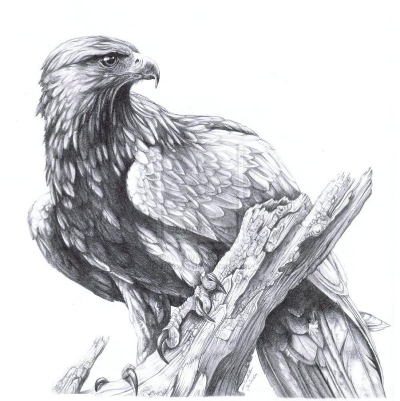 Орел карандашом