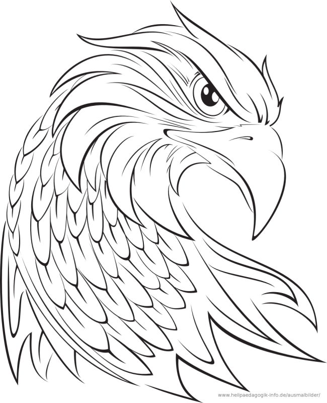 Расскраска Степной орёл