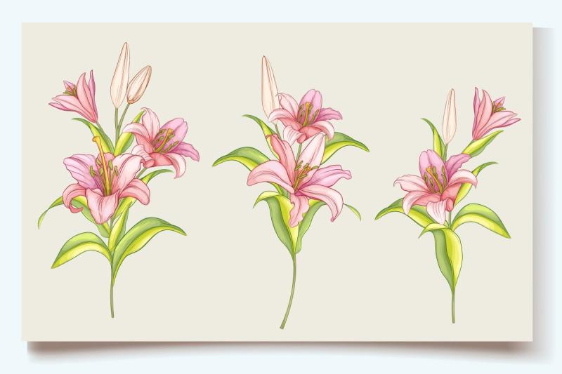 Лилия цветок контур