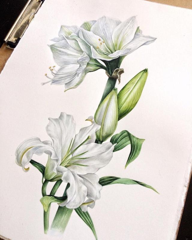 Поэтапное рисование лилии